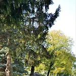 Hitjesvijver * Heerlen